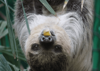 Outdoor attractions fare better as pandemic sees tourist numbers plunge