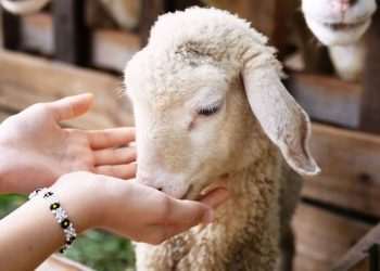 74 Sick with Rare Illness as Link to Farm Investigated | UK | News