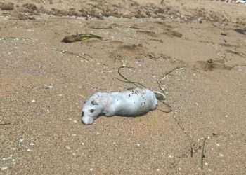 Horror in spain seaside city as Dozens of Dead rats appear on Beach | World | News