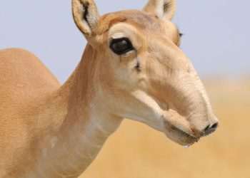 Russian Farmers Under ‘Attack’ from Hungry Animals Make Putin Plea | World | News