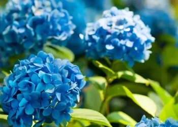 Hydrangeas will grow bigger flowers if fed one scrap that can turn blooms blue