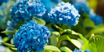Hydrangeas will grow bigger flowers if fed one scrap that can turn blooms blue