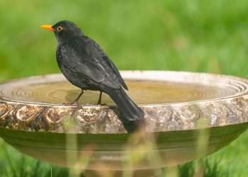 Birds will visit your garden immediately if you place this 1 thing out now