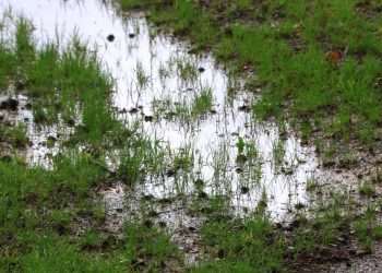 Rescue your waterlogged lawn with 1 item amid Storm Claudia downpours
