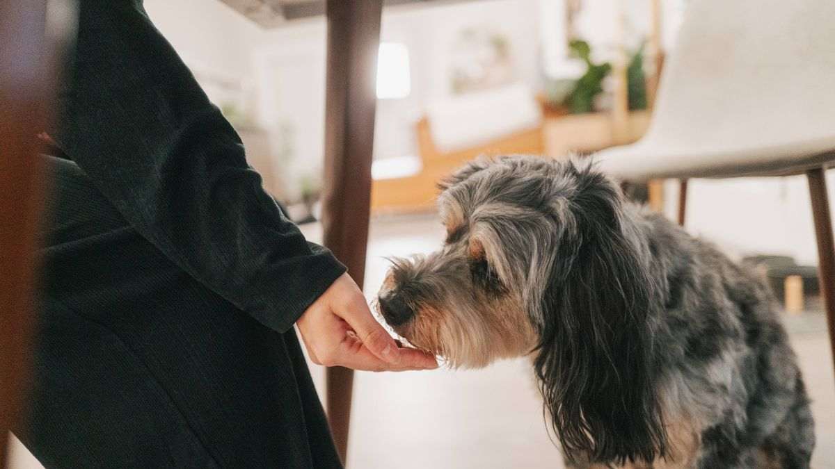 Never feed dogs 1 common meat product that could be dangerous